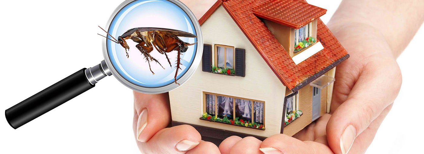 Safe Pest Control for Homes