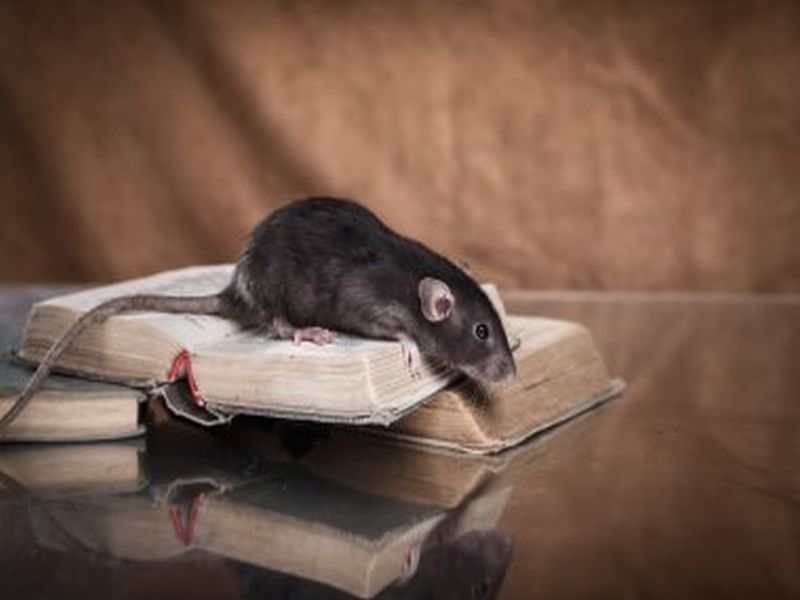 Effective Rat Control Tactics: Pest Management Insights