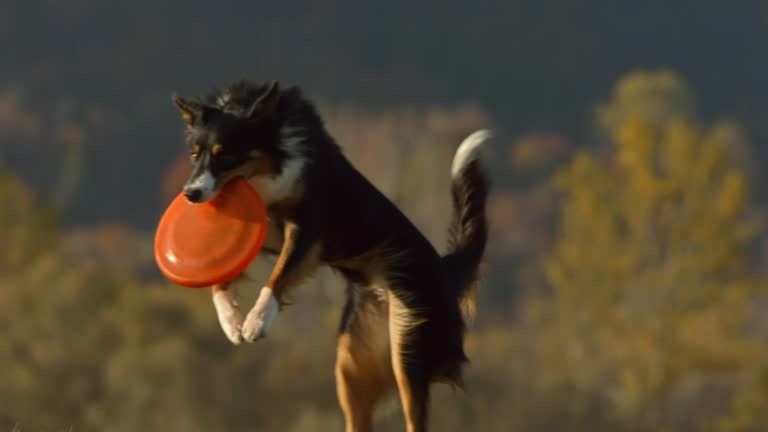 Dog Toys Every Pet Owner Should Buy for Happy and Active Dogs